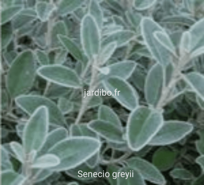 Senecio greyii