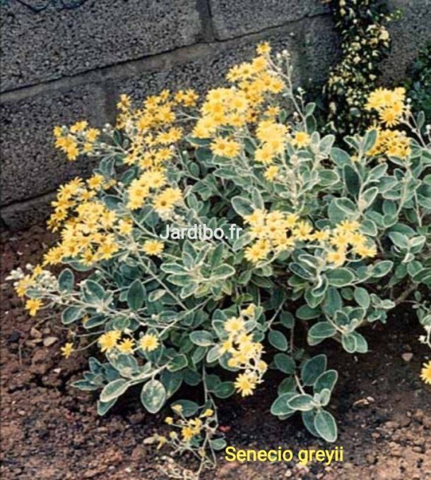 Senecio greyii