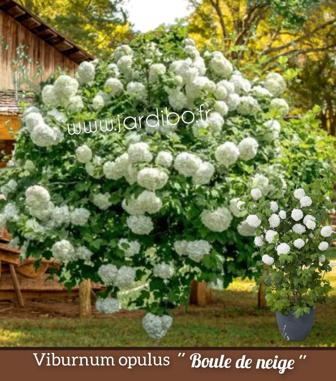 Viburnum opulus bola de nieve - bourguignonshop