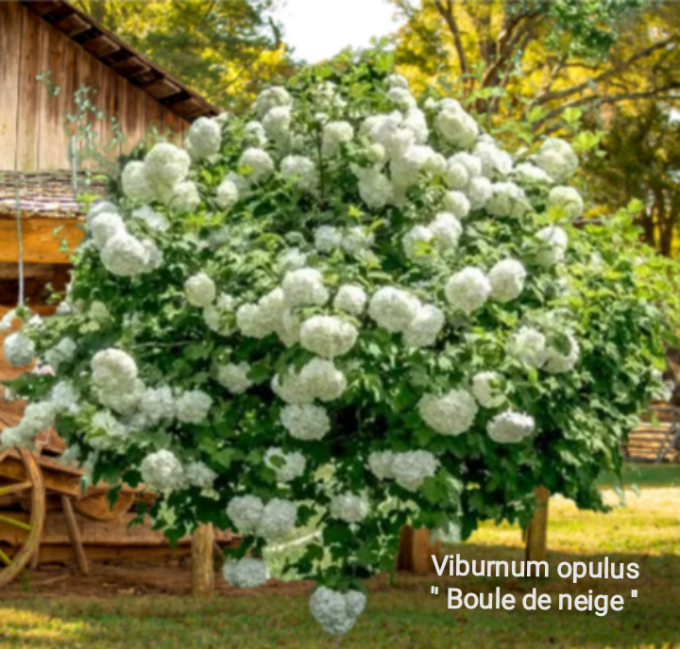 Viburnum opulus 'Boule de neige'