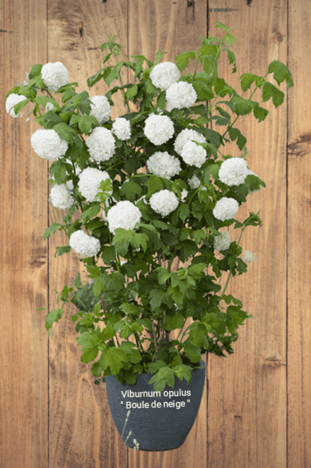 Viburnum opulus 'Boule de neige'