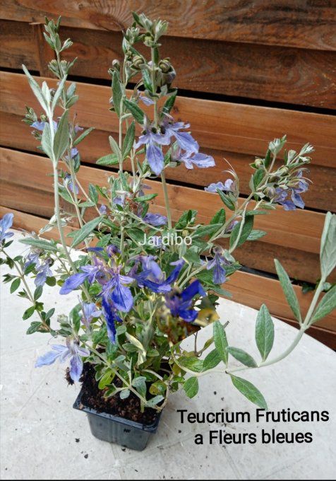 Teucrium Fruticans a fleurs bleues