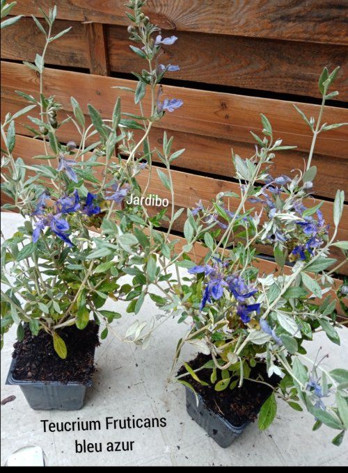 Teucrium Fruticans a fleurs bleues