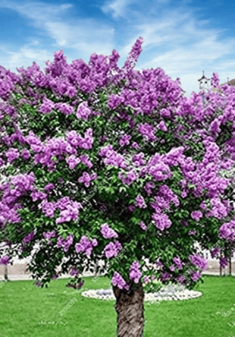 Lilas des indes 'Lagestromia' 'violet' '