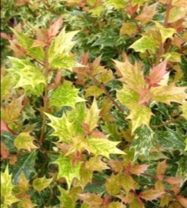 Osmanthus goshiki tricolore