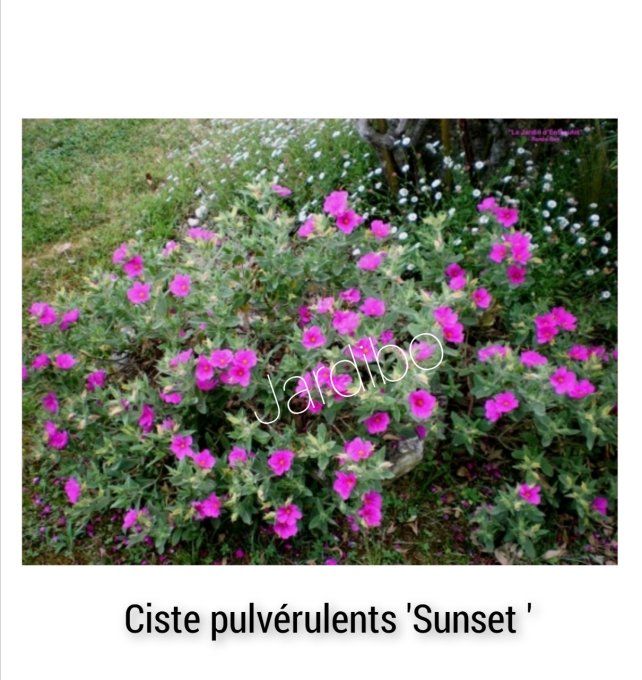 Cistus pulvérulents  sunset