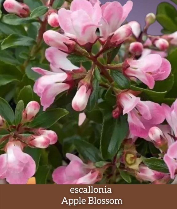 Escallonia Apple Blossom