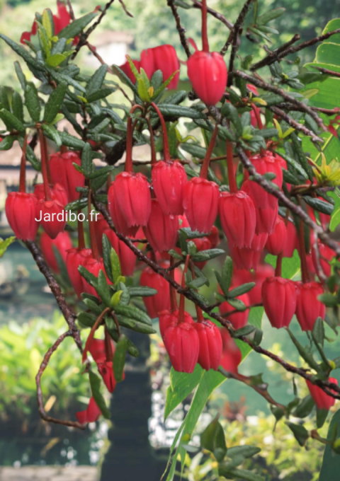 Arbre aux l'anternes 'Crinodendron hookeriana'