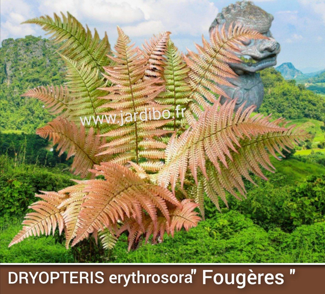 Fougères 'Dryopteris erythrosor'