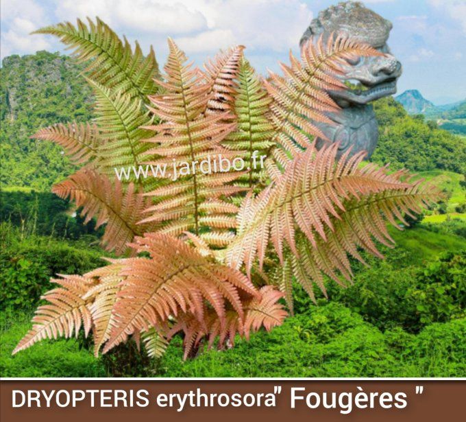 Fougères 'Dryopteris erythrosor'