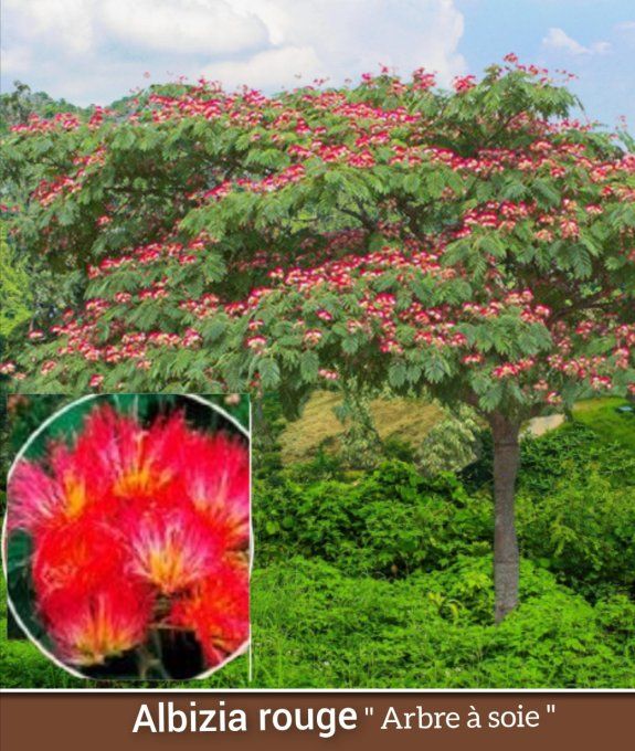 Albizia ROUGE '' Arbre à soie rouge'' à partir de 5€