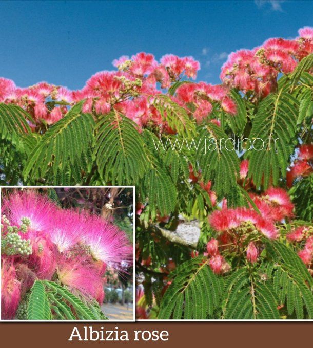 Albizia julibrissin rose à partir de 5€