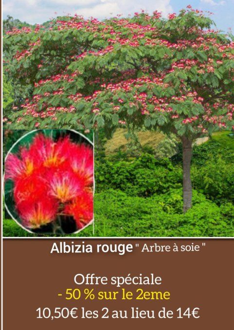 Albizia ROUGE '' Arbre à soie rouge'' à partir de 5€