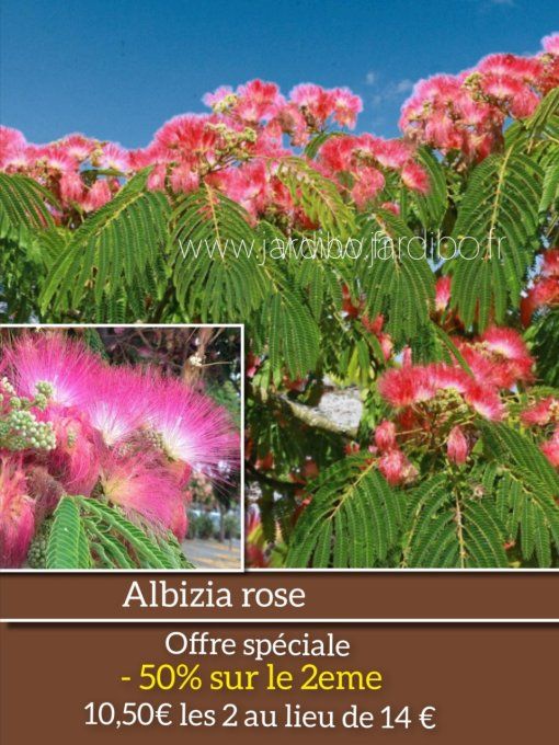 Albizia julibrissin rose à partir de 5€