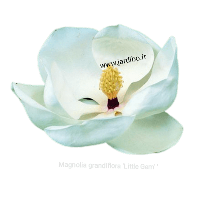 Magnolia grandiflora little gem