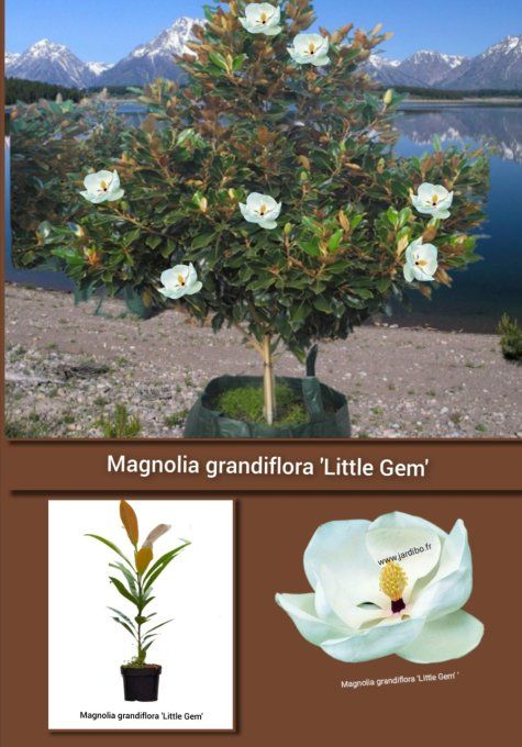 Magnolia grandiflora little gem