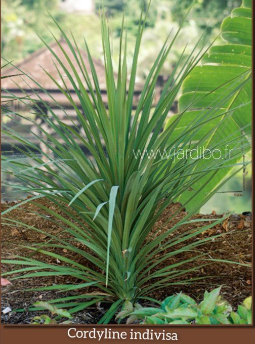 Cordyline Australis 