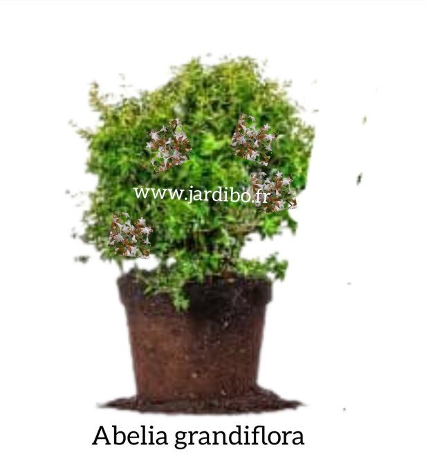 Abelia grandiflora 