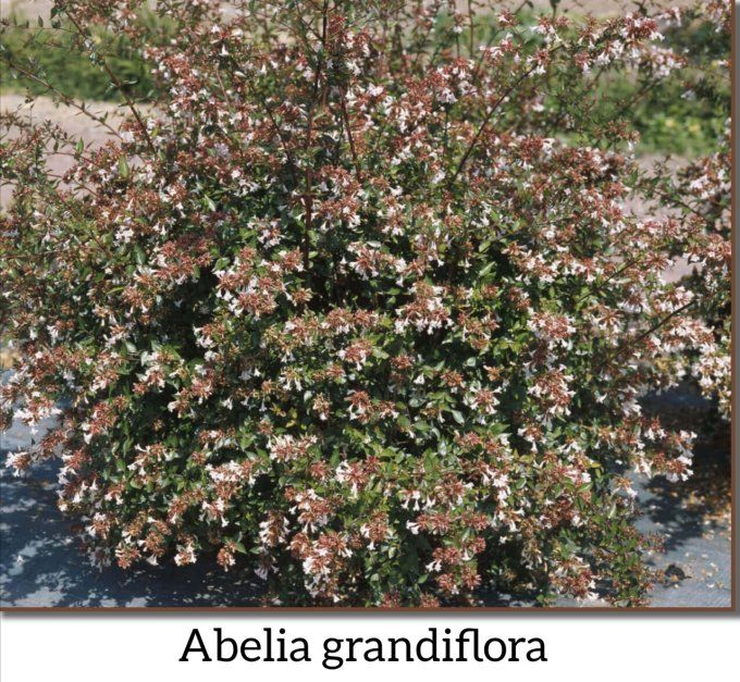 Abelia grandiflora 