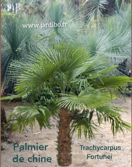 Palmier de Chine '' Trachycarpus For