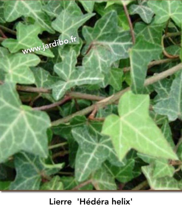 Lierre 'Hédéra helix'
