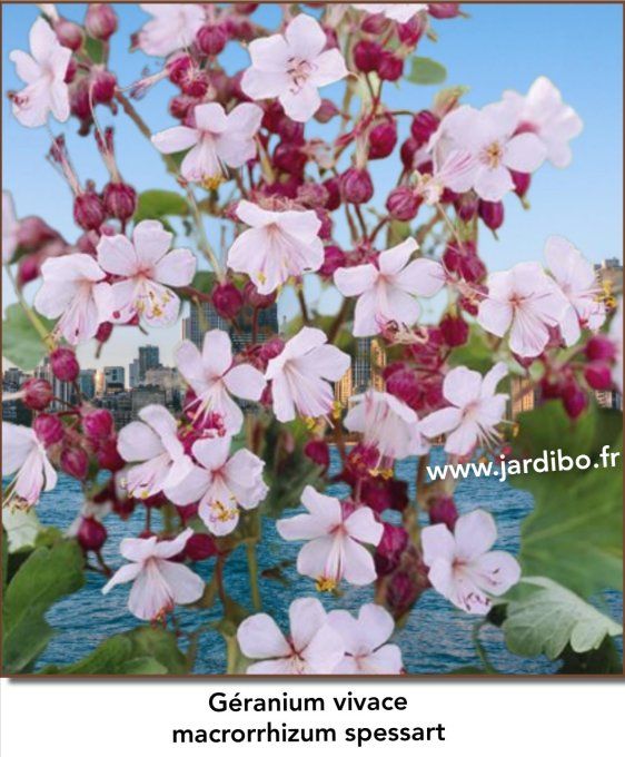 Géranium macrorrhizum vivace spessart
