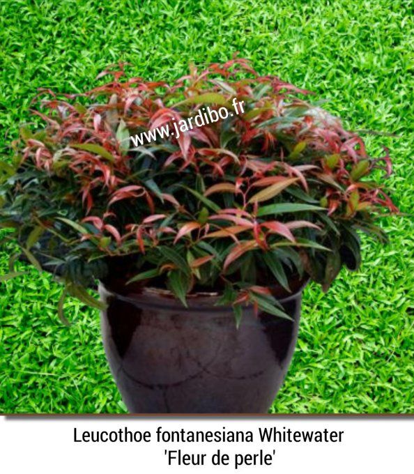 Leucothoe fontanesiana Whitewater 'Fleur de perle'