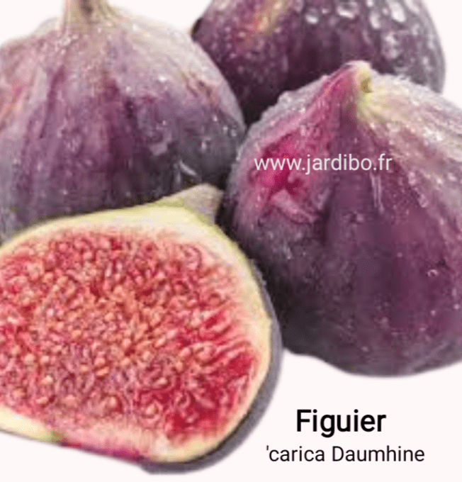 Figuier  'Carica Dauphine'