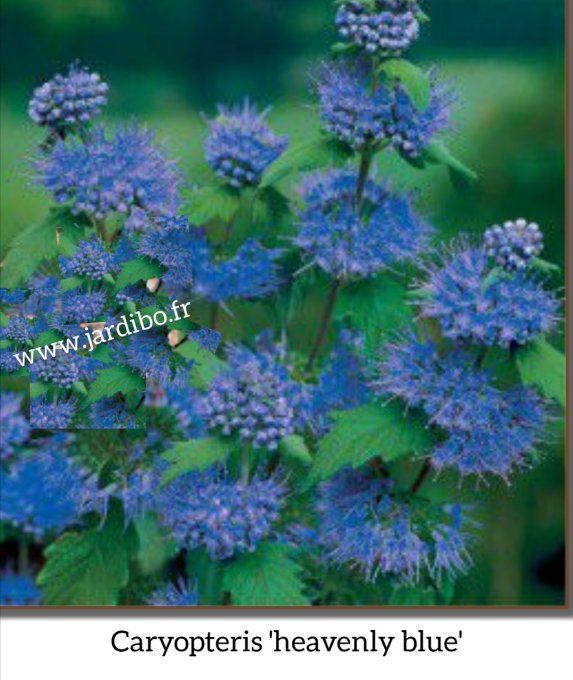 Caryopteris 'heavenly blue'