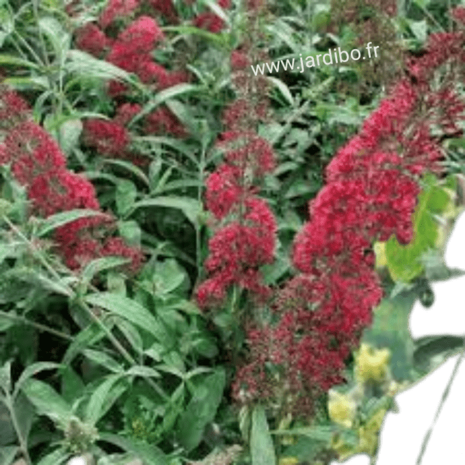 Buddleia royal red 'Arbre à papillons rouge'