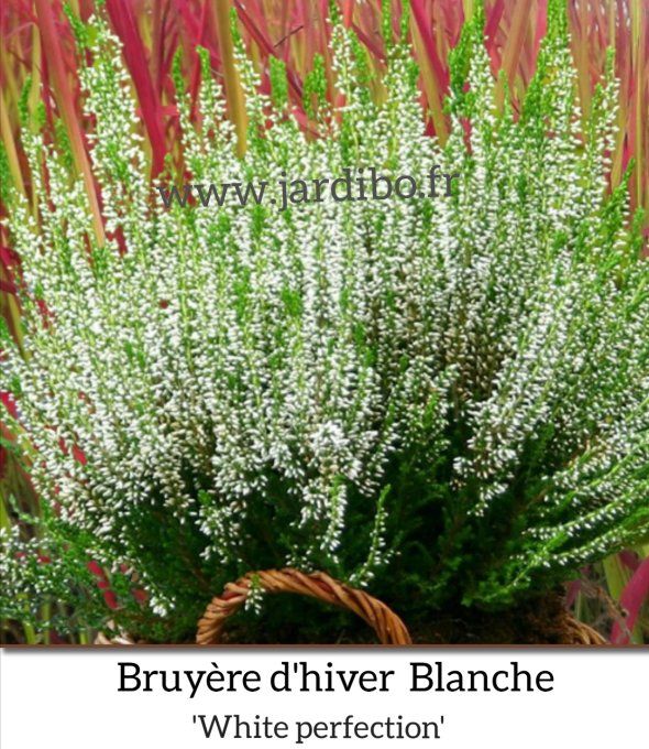 Bruyère d'hiver Blanche 'Erica white profection'