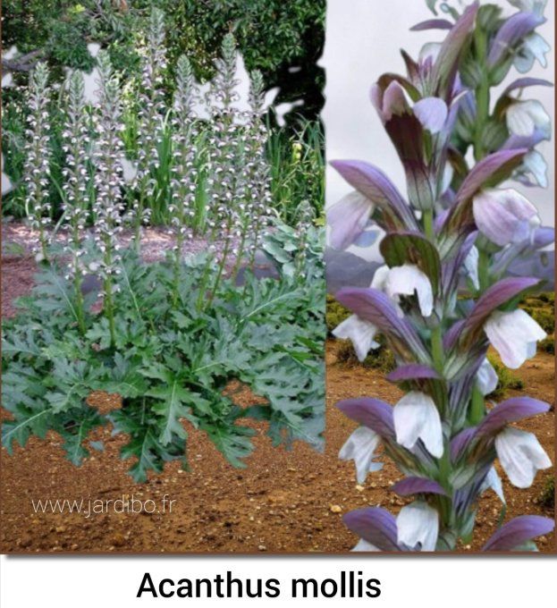 Acanthus mollis