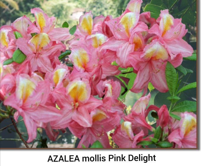 Azalée mollis ' Pink Delight