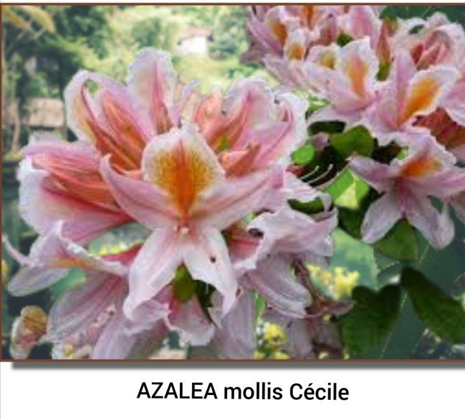 Azalée mollis 'Cécile' 