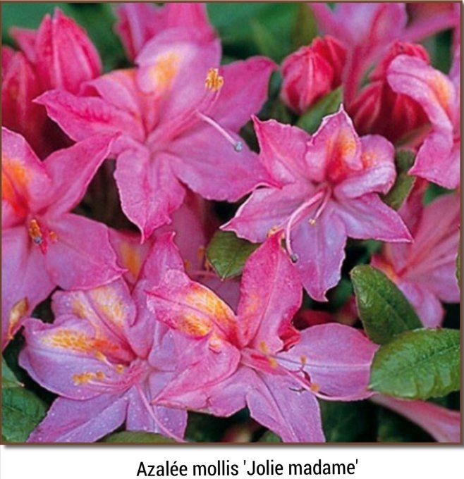 Azalée mollis 'Jolie madame' 