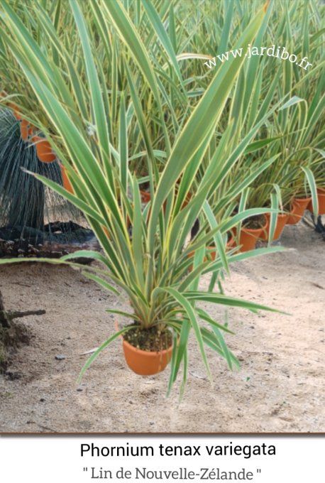 Phornium tenax variegata