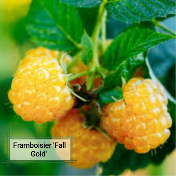 Framboisier 'Fall Gold'