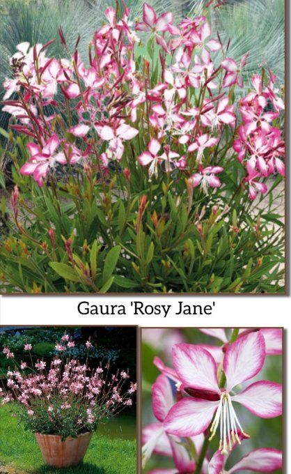 Gaura. L.. 'Rosy Jane',  plant en Godet . Hauteur 30/40cm