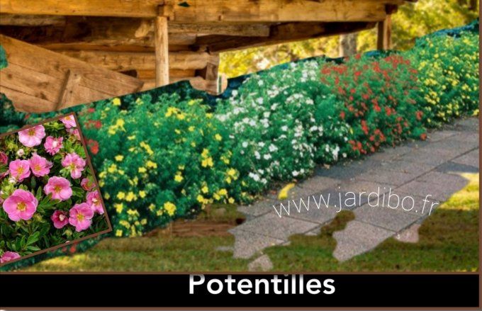 Potentille rose 