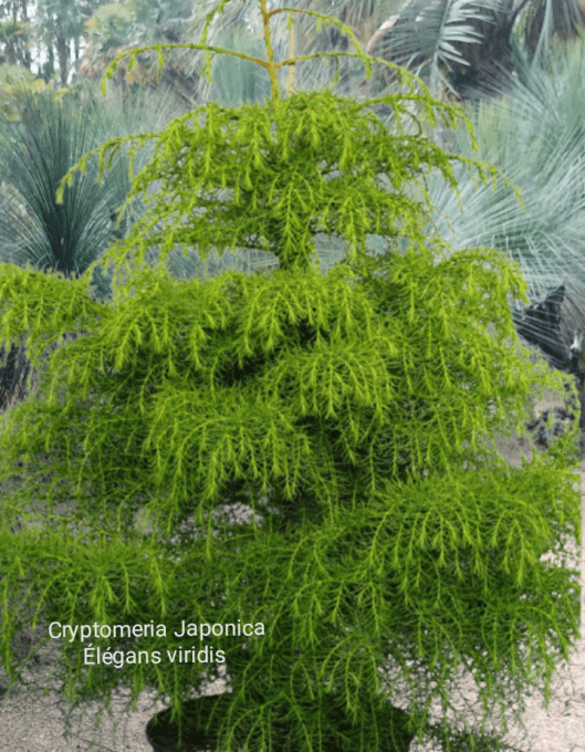 Cryptomeria Japonica 'Élégans viridis 