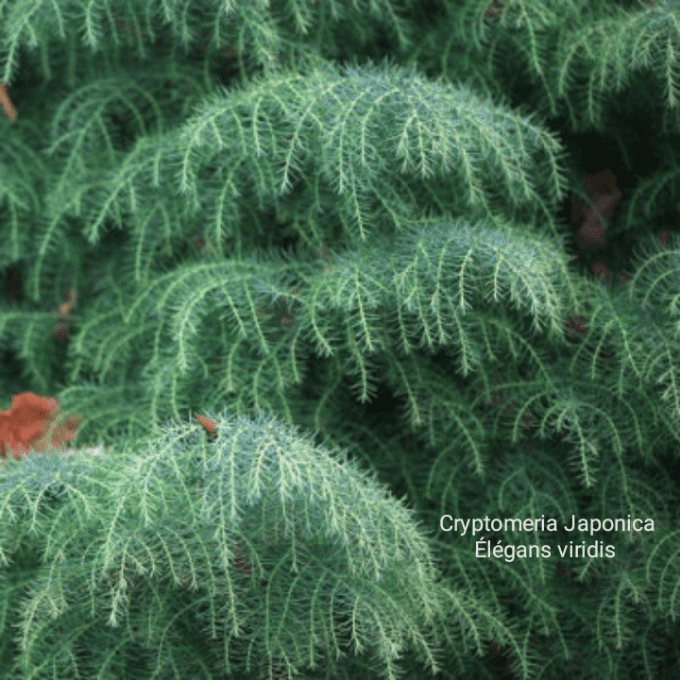 Cryptomeria Japonica 'Élégans viridis 