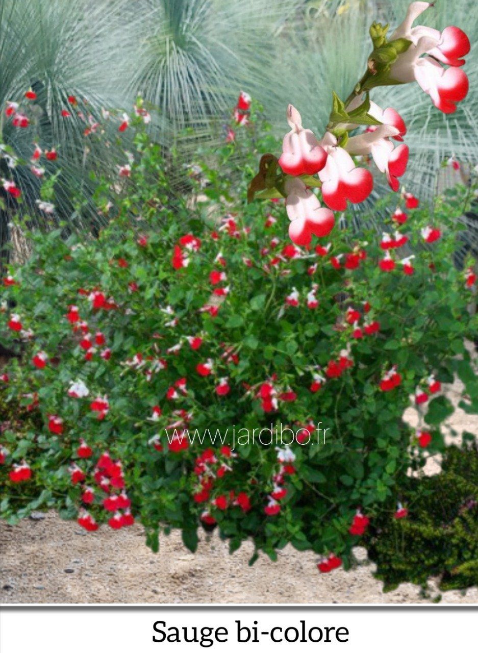 Sauge arbustive - Salvia microphylla Hot Lips Rouge/blanc