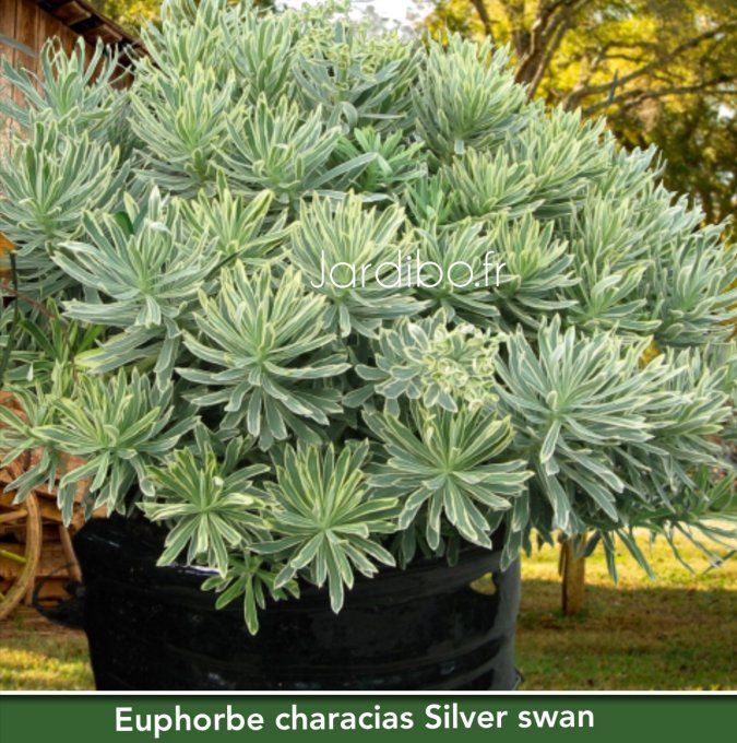 Euphorbe characias Silver swan