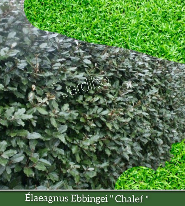 Élaeagnus Ebbingei '' Chalef '' à partir de 1,90€