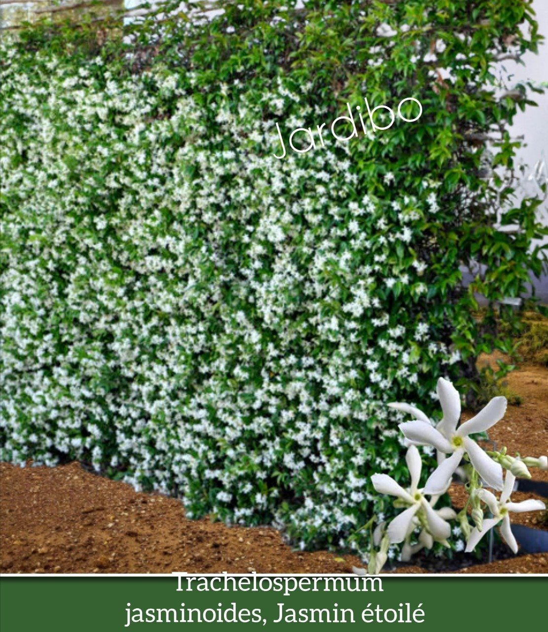 Jasmin étoilé Blanc persistantTrachelospermum jasminoides, 