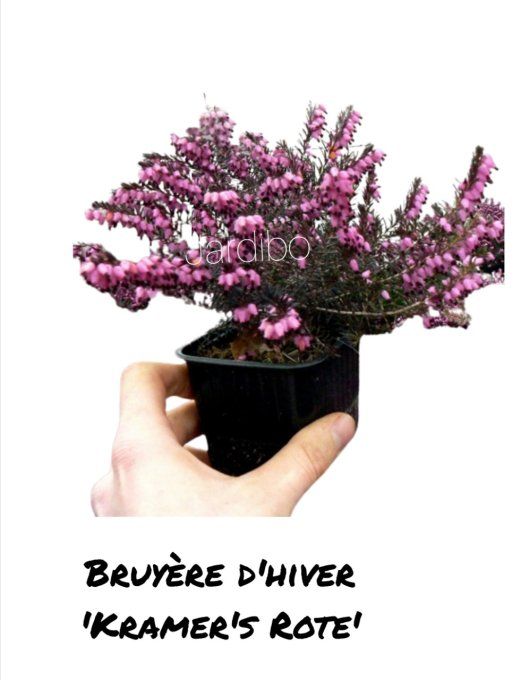 Bruyère d'hiver Erica x darleyensis Kramer's Rote 