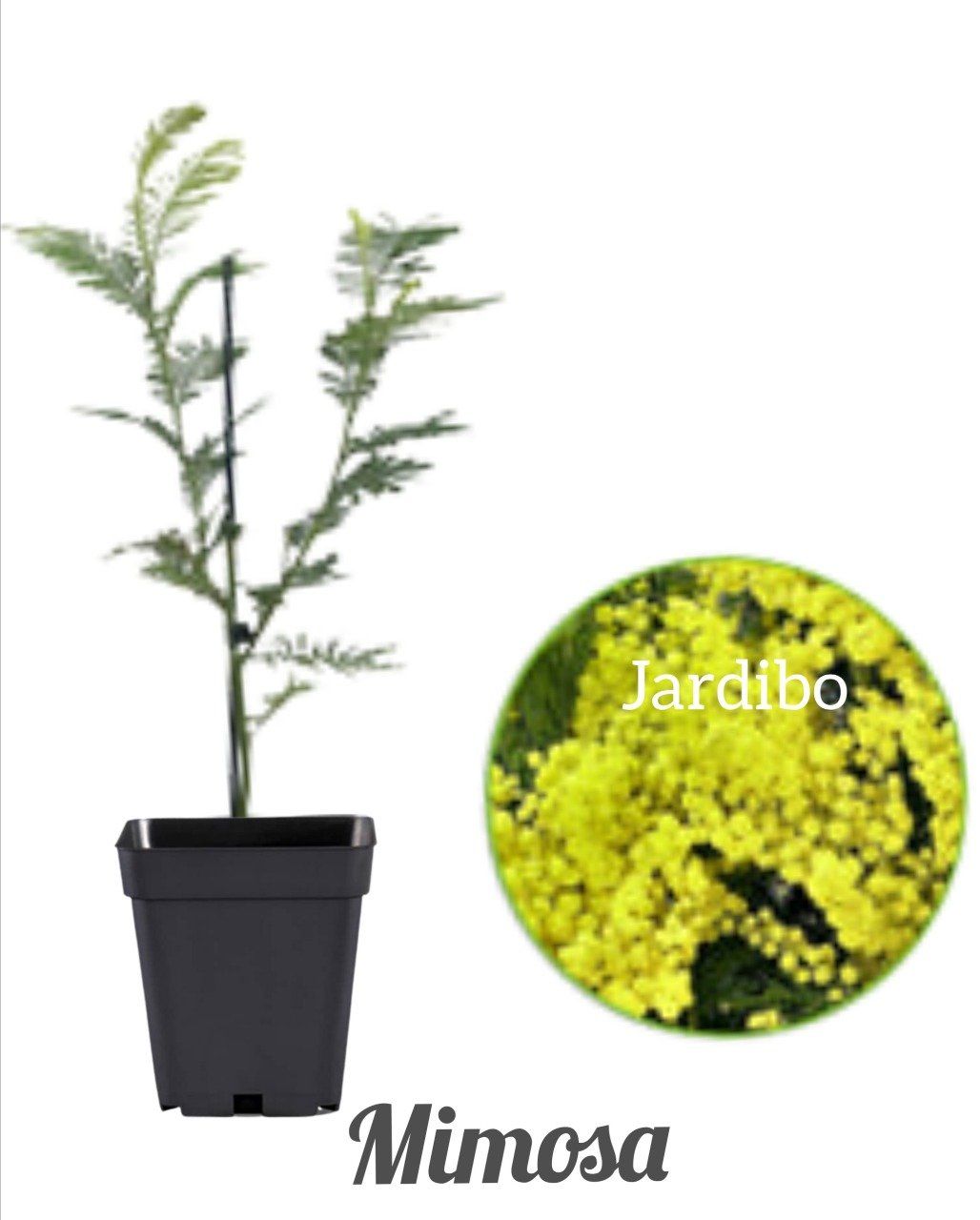 Mimosa des 4 saisons 'Acacia retinoides'