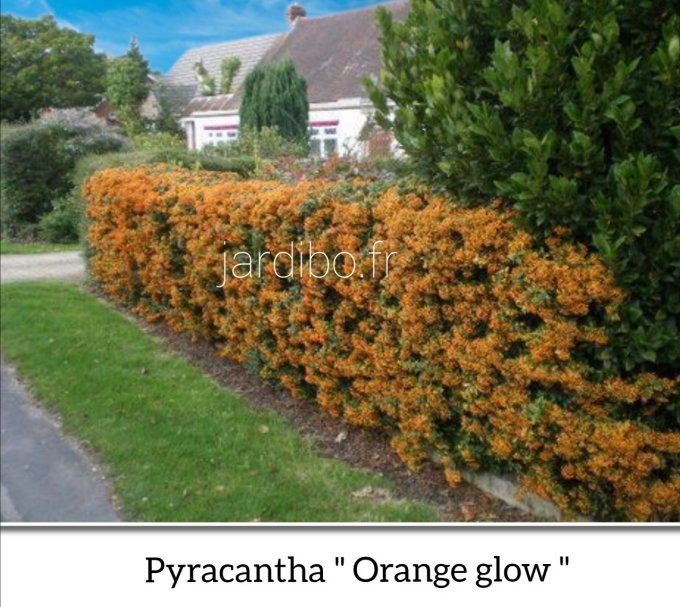 Pyracantha 'Orange glow'