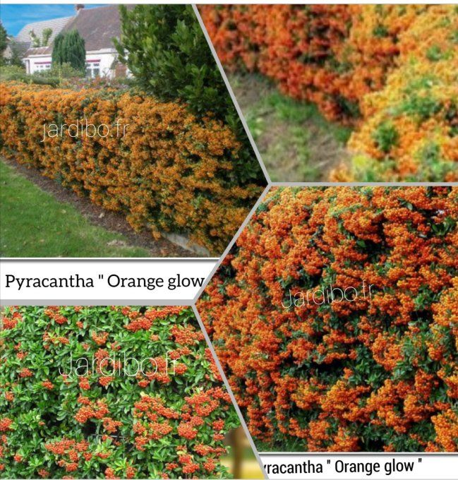 Pyracantha 'Orange glow'