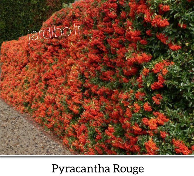 Pyracantha Rouge